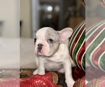 Small Photo #4 French Bulldog Puppy For Sale in HILTON, NY, USA