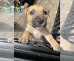 Small #10 Mutt