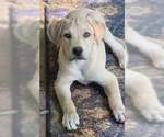Small #1 Black Mouth Cur