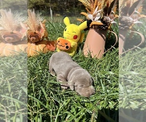 Labrador Retriever Puppy for Sale in NEOLA, West Virginia USA