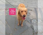 Small #5 Golden Retriever