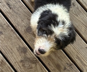 Medium Australian Shepherd-Old English Sheepdog Mix