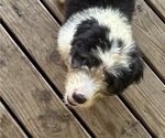 Small Photo #1 Australian Shepherd-Old English Sheepdog Mix Puppy For Sale in BROKEN BOW, OK, USA