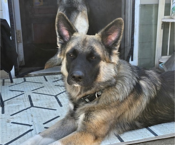 Medium Photo #1 German Shepherd Dog Puppy For Sale in CANTON, OH, USA
