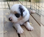 Small Photo #4 Australian Shepherd Puppy For Sale in ALLEN JAY, NC, USA