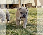 Small Photo #12 French Bulldog Puppy For Sale in PUEBLO, CO, USA