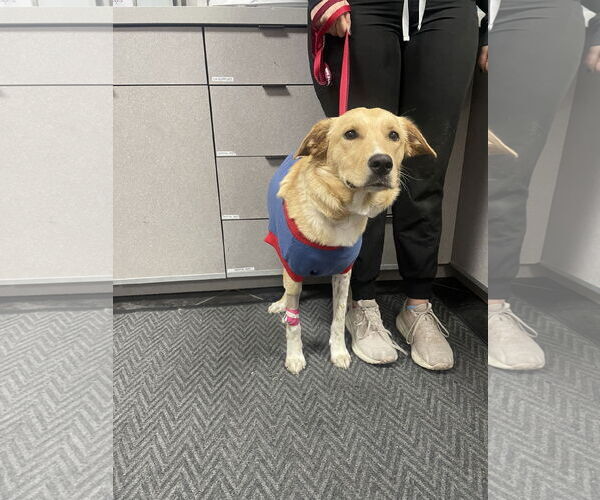 Medium Photo #2 Golden Retriever-Unknown Mix Puppy For Sale in Fort Worth, TX, USA