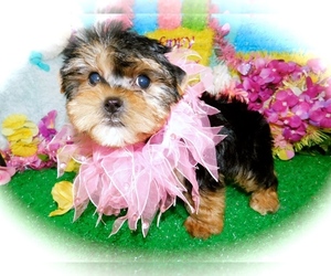 Yorkshire Terrier Puppy for sale in HAMMOND, IN, USA