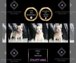 French Bulldog Puppy for sale in WARSAW, IN, USA