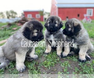 Caucasian Shepherd Dog Puppy for sale in Macoun, Saskatchewan, Canada