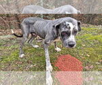 Small #3 Neapolitan Mastiff Mix