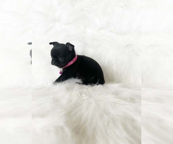 Medium Photo #4 Chihuahua Puppy For Sale in SACRAMENTO, CA, USA