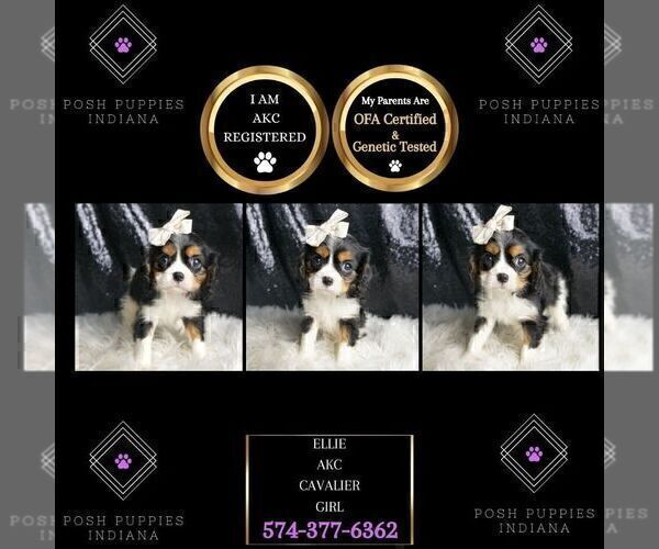 Medium Photo #100 Cavalier King Charles Spaniel Puppy For Sale in WARSAW, IN, USA