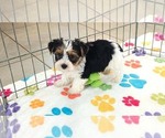 Sam - Male Yorkshire Terrier Puppy for Sale - Photo #8