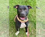 Small American Pit Bull Terrier