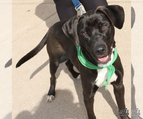 Medium Photo #4 Borador Puppy For Sale in Washington, DC, USA