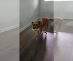 Small #1 Boxer