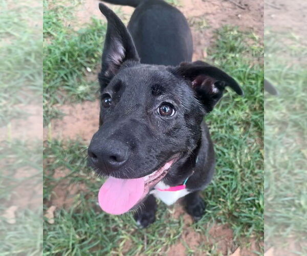 Medium Photo #38 Labrador Retriever-Unknown Mix Puppy For Sale in OKLAHOMA CITY, OK, USA