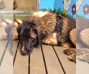 Judy - At the Shelter - Female Great Pyrenees-Unknown Mix Dog for Adoption - Photo #5