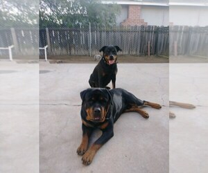 Rottweiler Puppy for sale in FRESNO, CA, USA