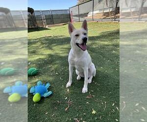 SUGAR - Female Siberian Husky-Unknown Mix Dog for Adoption - Photo #3