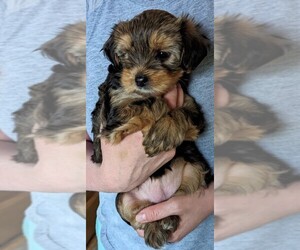 Morkie Puppy for Sale in LAKEVILLE, Minnesota USA