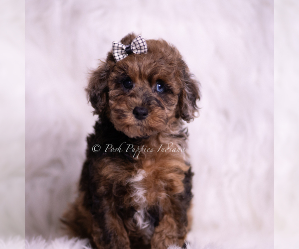 Medium Photo #3 Poodle (Toy) Puppy For Sale in WARSAW, IN, USA