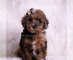 Small Photo #110 Poodle (Toy) Puppy For Sale in WARSAW, IN, USA