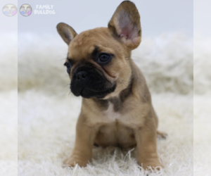 French Bulldog Puppy for sale in NEW YORK, NY, USA
