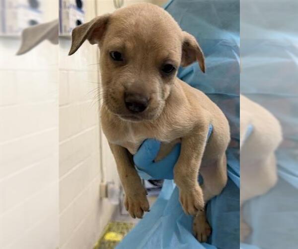 Medium Photo #1 American Staffordshire Terrier-Unknown Mix Puppy For Sale in San Antonio, TX, USA
