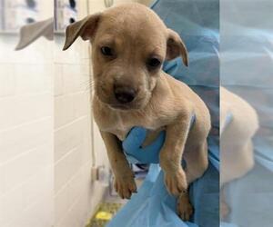 American Staffordshire Terrier-Unknown Mix Dogs for adoption in San Antonio, TX, USA