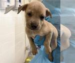 Small American Staffordshire Terrier Mix