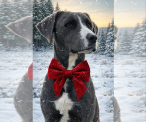 Labrador Retriever-Unknown Mix Dogs for adoption in Mt. Laurel, NJ, USA