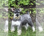Puppy Sam Schnauzer (Miniature)
