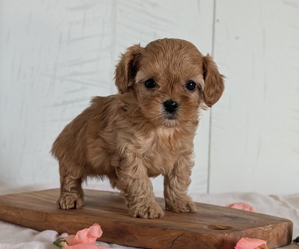 Medium Photo #62 Cavapoo (Miniature) Puppy For Sale in GOSHEN, IN, USA