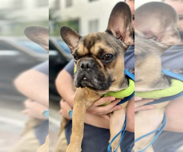Medium Photo #2 French Bulldog Puppy For Sale in High Point, NC, USA