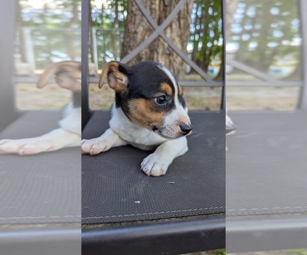 Medium Photo #7 Rat Terrier Puppy For Sale in WHITAKERS, NC, USA