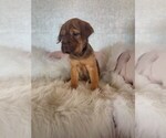 Small #1 Cocker-Pei
