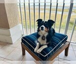 Small Photo #1 Miniature Australian Shepherd Puppy For Sale in JACKSONVILLE, FL, USA