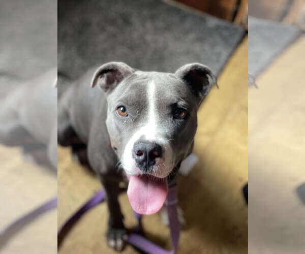 Medium Photo #2 Mutt Puppy For Sale in Mount Laurel, NJ, USA