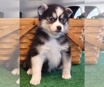 Small Photo #8 Pomsky Puppy For Sale in DELAWARE, OH, USA