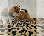 Puppy TONY Alaskan Klee Kai-Shiba Inu Mix