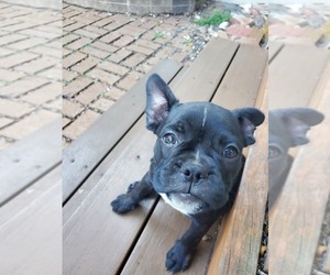 Faux Frenchbo Bulldog Puppy for Sale in HUTCHINSON, Minnesota USA