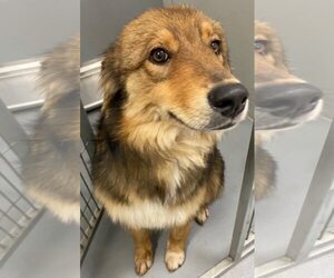 Australian Shepherd-Unknown Mix Dogs for adoption in Winter Park, CO, USA