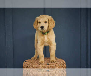 Goldendoodle Puppy for sale in ARLINGTON, WA, USA