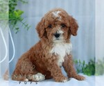 Small #2 Goldendoodle (Miniature)
