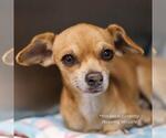 Small #1 Chihuahua