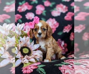 Cavalier King Charles Spaniel Puppy for sale in CHRISTIANA, PA, USA