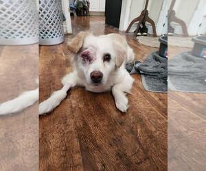 Sadie - Female Golden Retriever-Unknown Mix Dog for Adoption - Photo #6