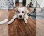 Small Photo #6 Golden Retriever-Unknown Mix Puppy For Sale in Seven Valleys, PA, USA